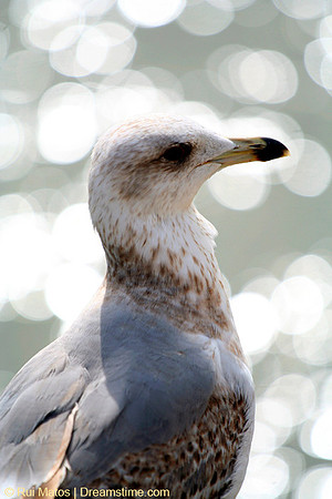 Seagull watching