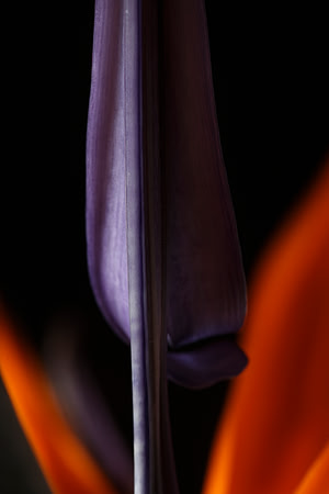 abstracts