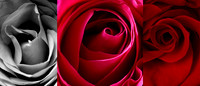 Shades of Love