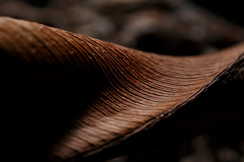 Munish Khanna Photography - twist of life