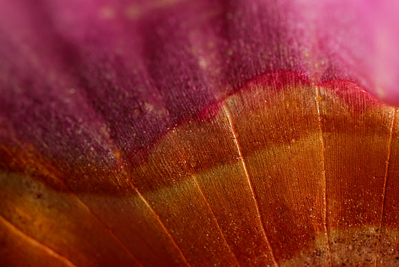 hues